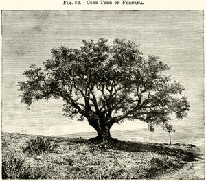 Chêne-liège de Fernana - English School